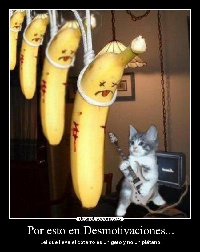 Por esto en Desmotivaciones... - ...el que lleva el cotarro es un gato y no un plátano.