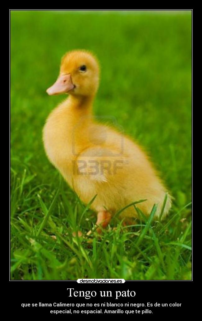 Tengo un pato - 