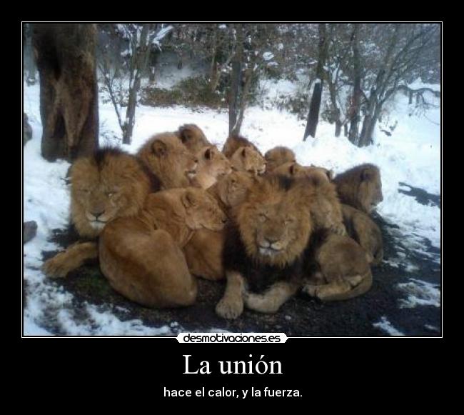 La unión - hace el calor, y la fuerza.