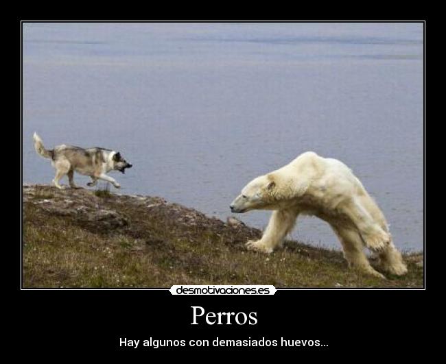 carteles perros osos perro pendejo desmotivaciones