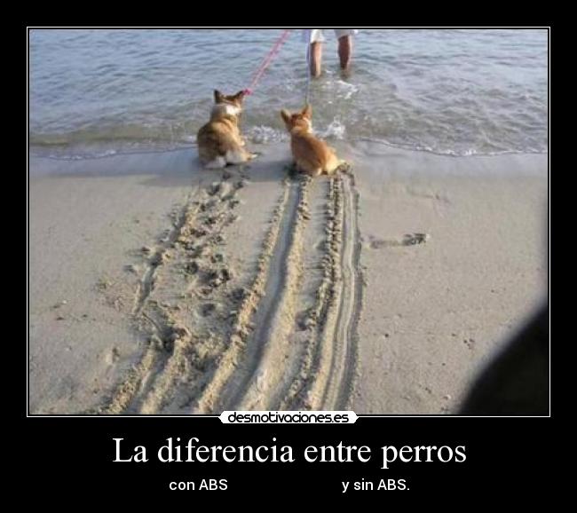 La diferencia entre perros - 