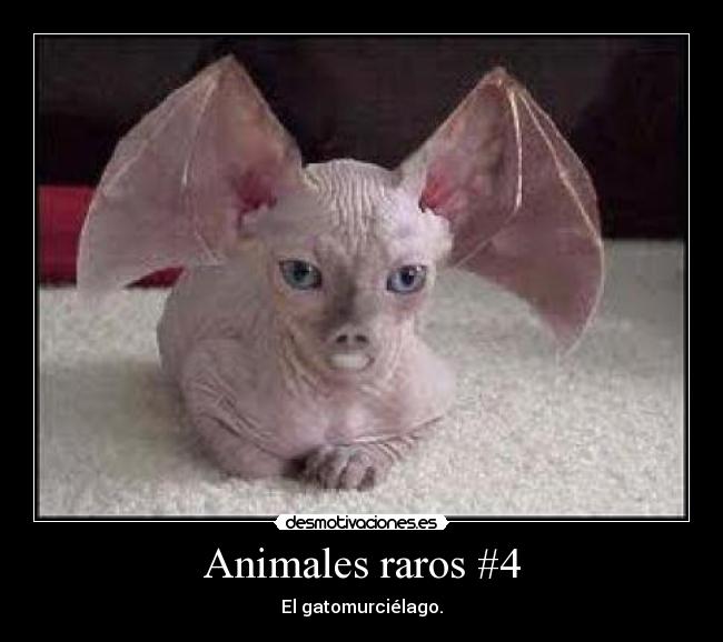 carteles animales malo malo desmotivaciones