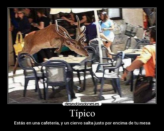 Típico -