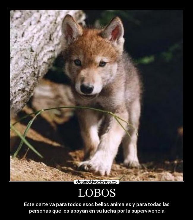 LOBOS -