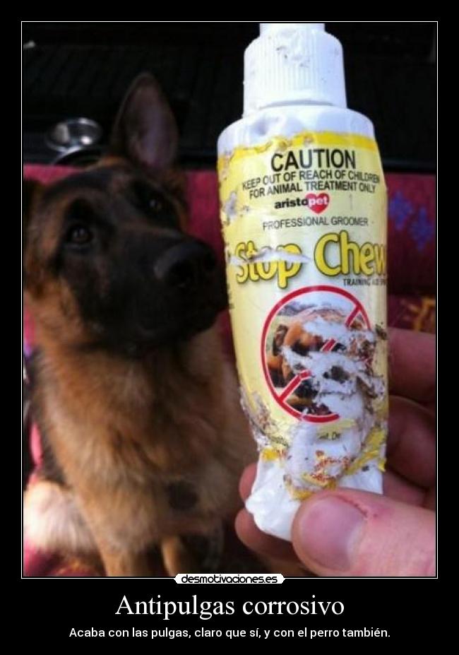 carteles esto es antipulgas lo demas gilipolleces desmotivaciones