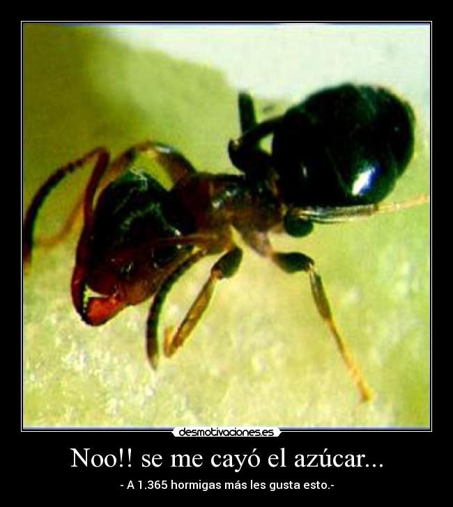 Noo!! se me cayó el azúcar... - - A 1.365 hormigas más les gusta esto.-