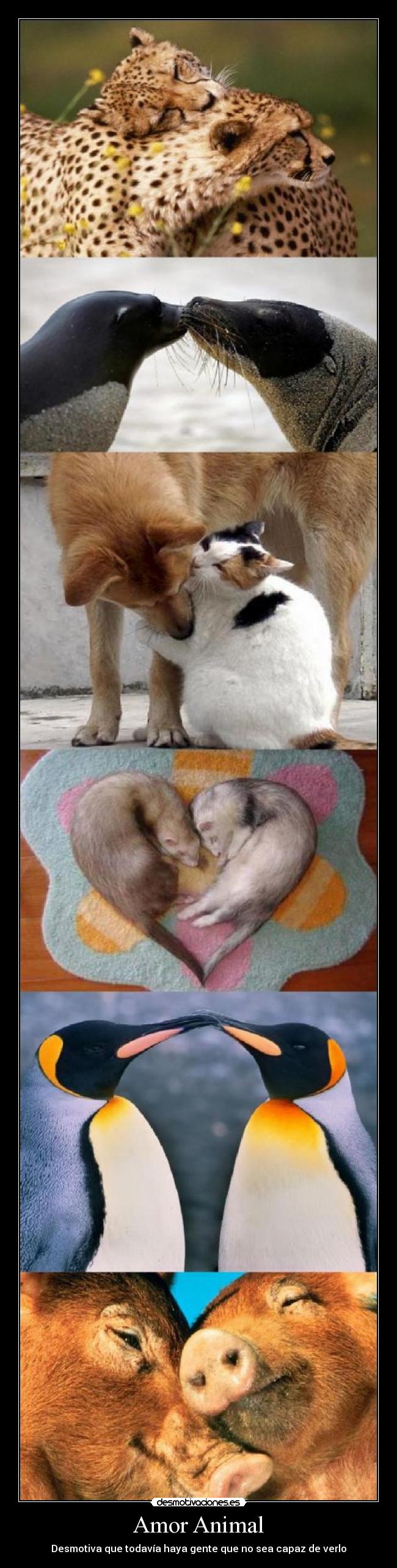 Amor Animal - 