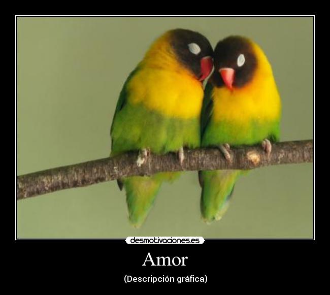 Amor - 