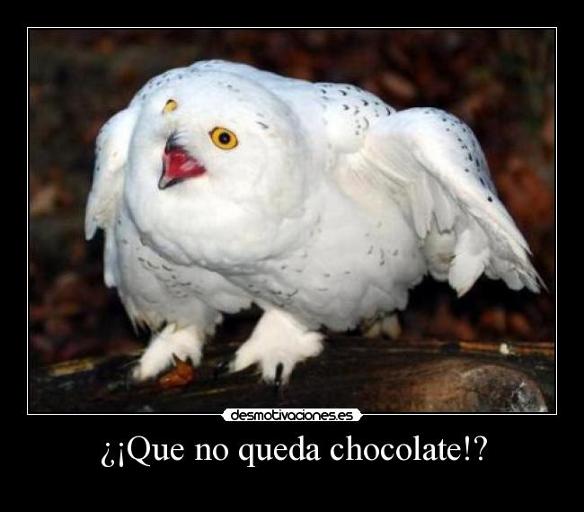 ¿¡Que no queda chocolate!? -