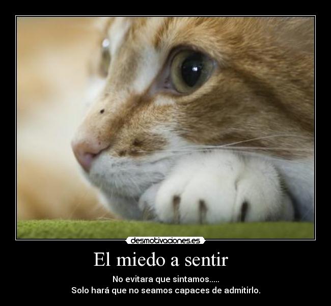 carteles miedo gatosfilosofo desmotivaciones