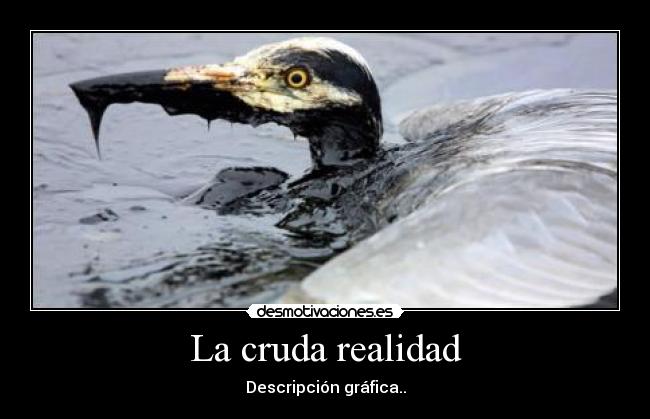 La cruda realidad - 