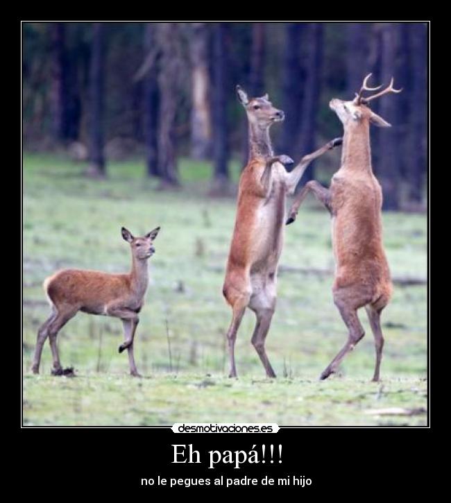 Eh papá!!! - no le pegues al padre de mi hijo