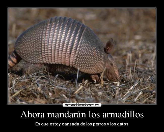 Ahora mandarán los armadillos - Es que estoy cansada de los perros y los gatos.