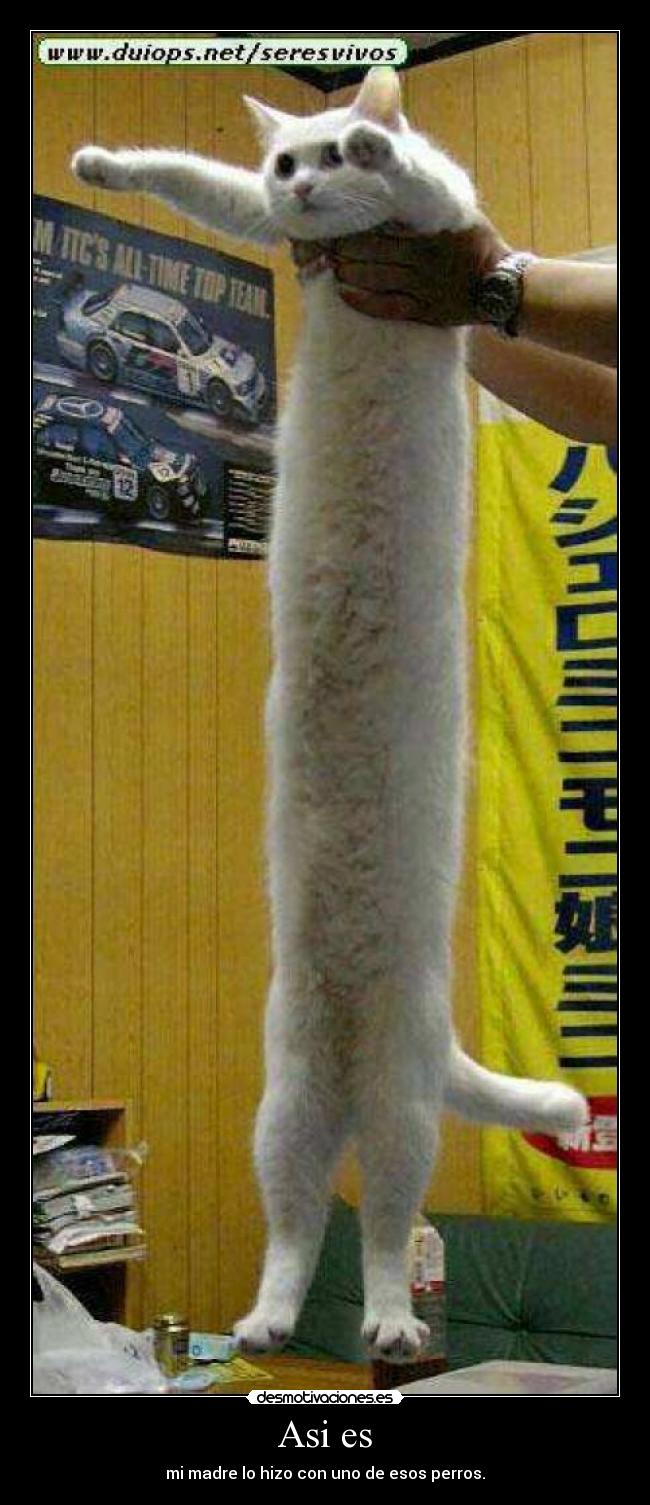 Asi es - mi madre lo hizo con uno de esos perros.