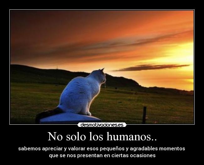 No solo los humanos.. - sabemos apreciar y valorar esos pequeños y agradables momentos
que se nos presentan en ciertas ocasiones