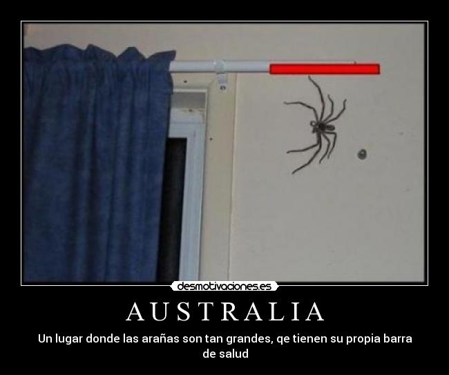A U S T R A L I A - Un lugar donde las arañas son tan grandes, qe tienen su propia barra de salud