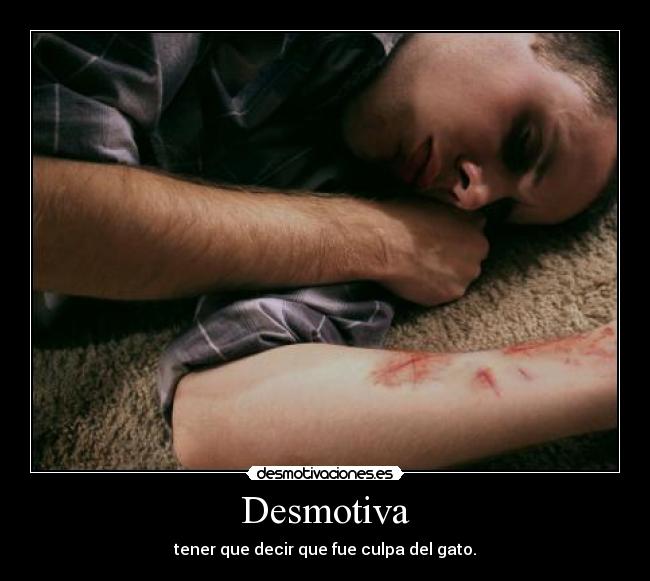 Desmotiva - tener que decir que fue culpa del gato.