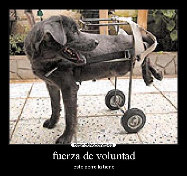 fuerza de voluntad -