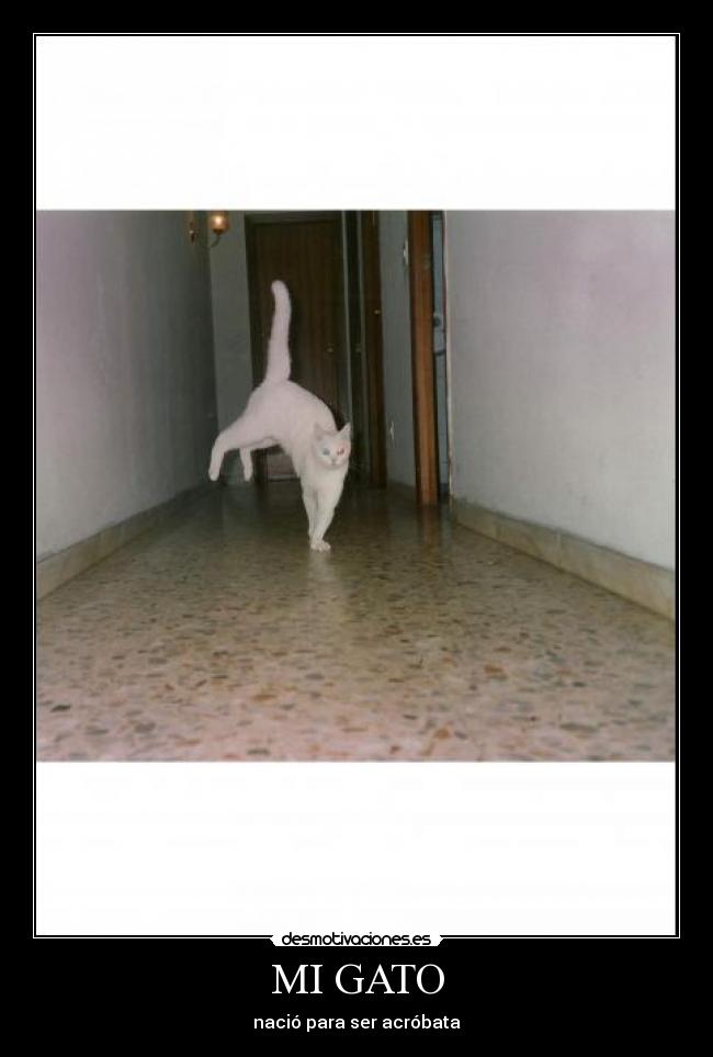MI GATO - nació para ser acróbata