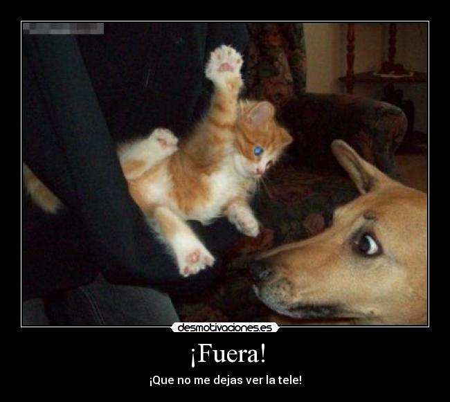 carteles gatos perros clanvirus desmotivaciones