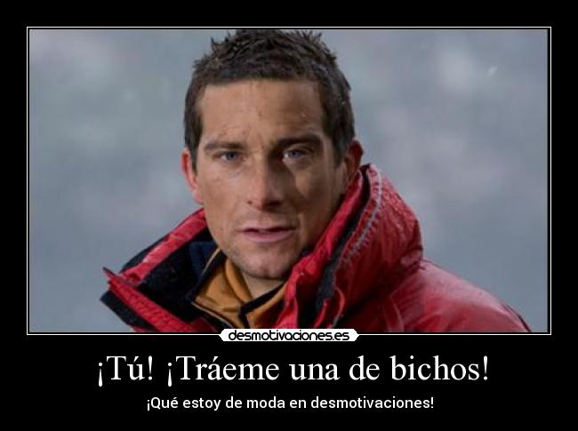 ¡Tú! ¡Tráeme una de bichos! - ¡Qué estoy de moda en desmotivaciones!