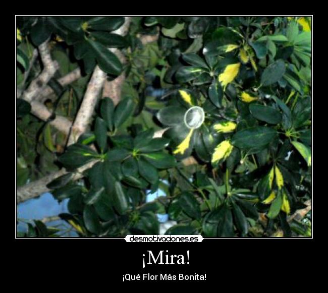 ¡Mira! - ¡Qué Flor Más Bonita!