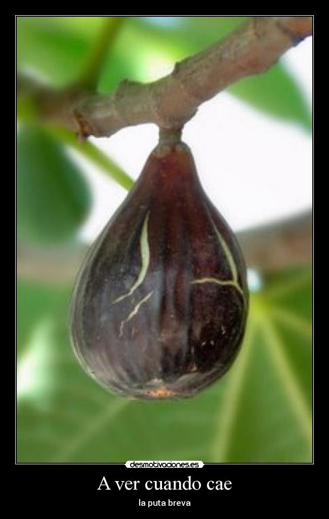 carteles breva yayo desmotivaciones