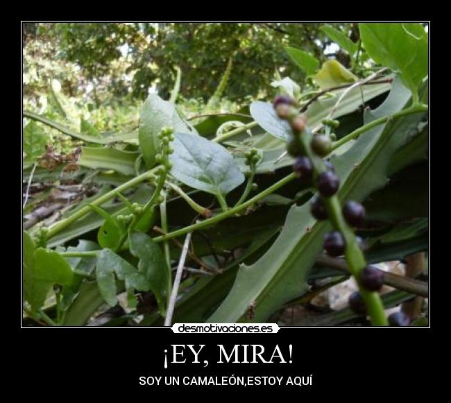 ¡EY, MIRA! - SOY UN CAMALEÓN,ESTOY AQUÍ