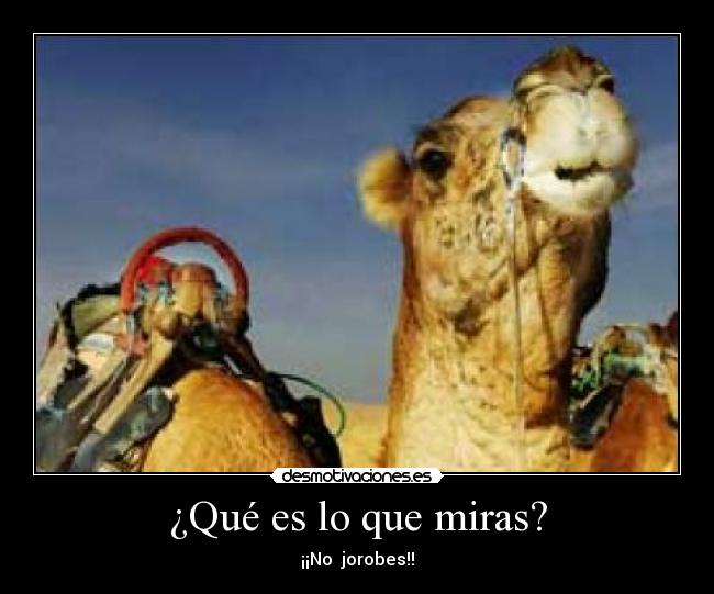 ¿Qué es lo que miras? - ¡¡No jorobes!!