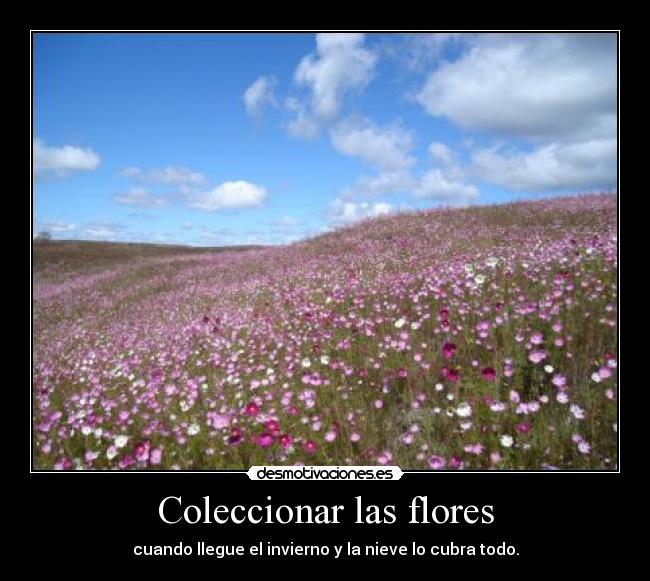 Coleccionar las flores - cuando llegue el invierno y la nieve lo cubra todo.