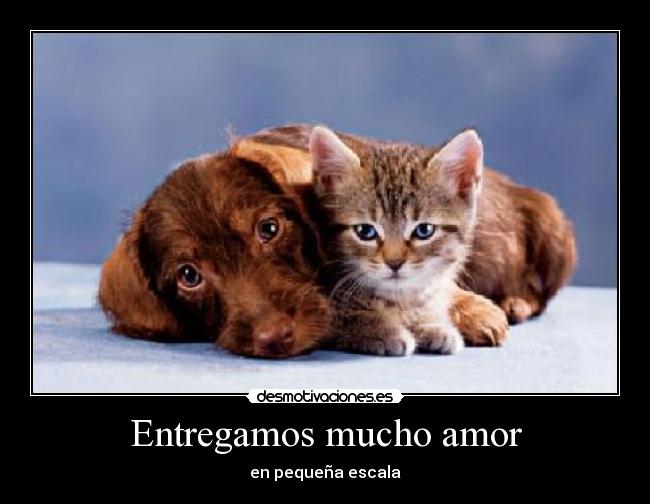 Entregamos mucho amor -