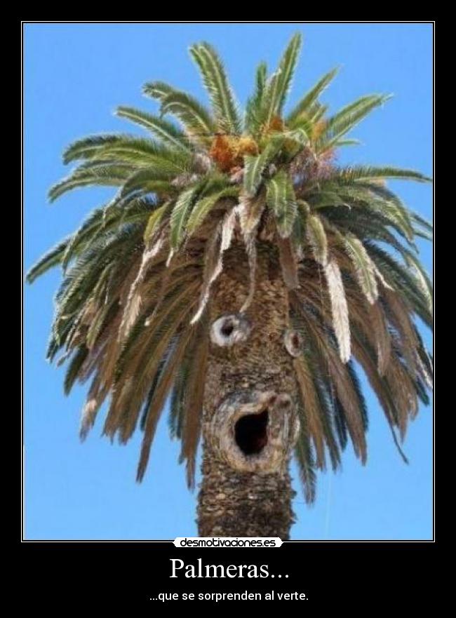 Palmeras... -