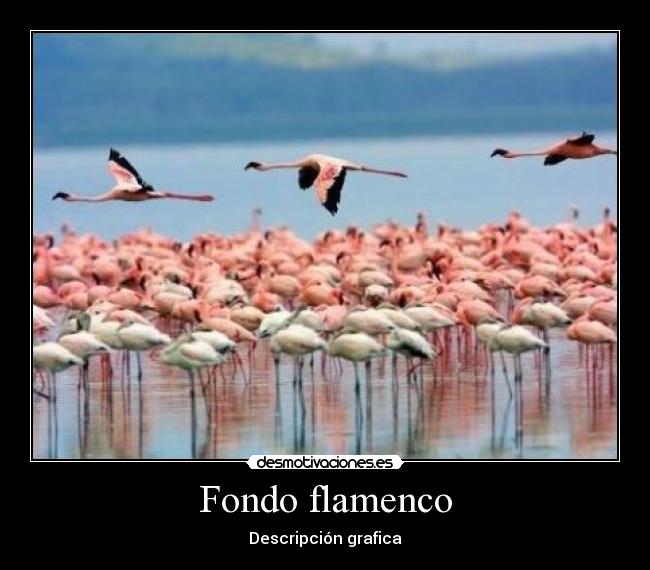 Fondo flamenco - 