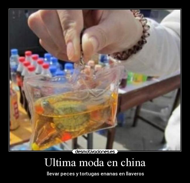 Ultima moda en china - llevar peces y tortugas enanas en llaveros
