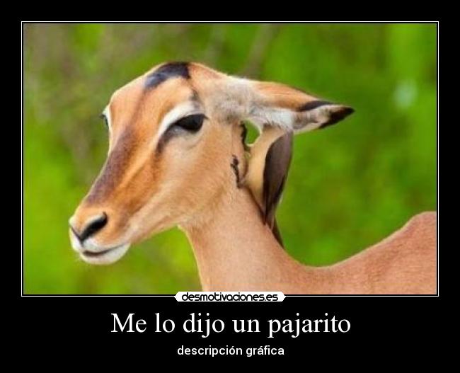 Me lo dijo un pajarito - 