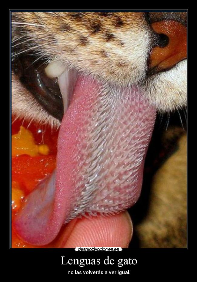 Lenguas de gato - no las volverás a ver igual.