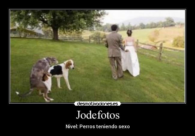 Jodefotos - Nivel: Perros teniendo sexo