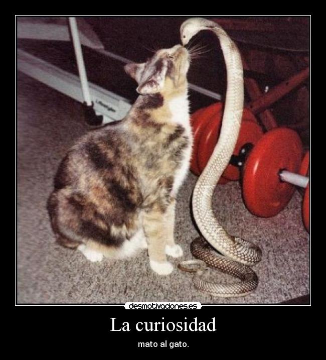La curiosidad - mato al gato.