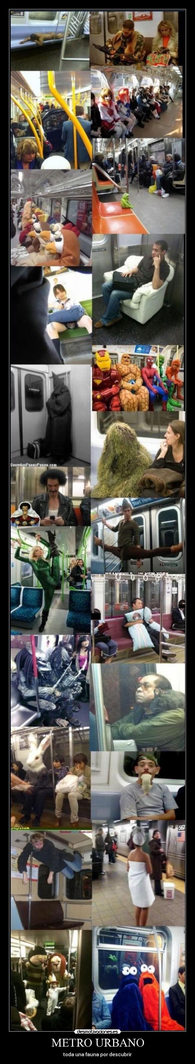 METRO URBANO - toda una fauna por descubrir