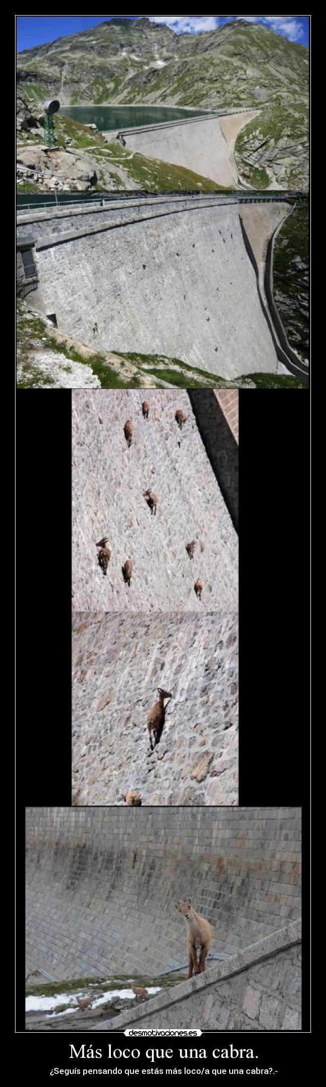 Más loco que una cabra. -