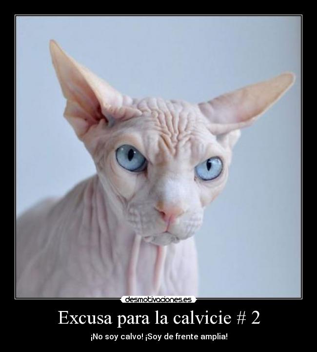 carteles calvo calvicie desmotivaciones