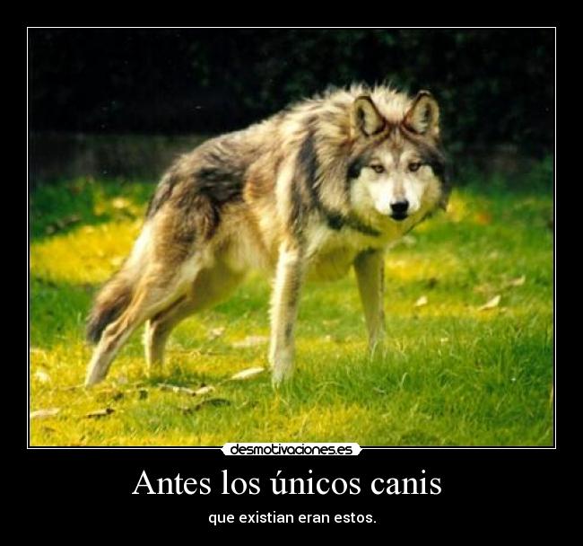 Antes los únicos canis - que existian eran estos.