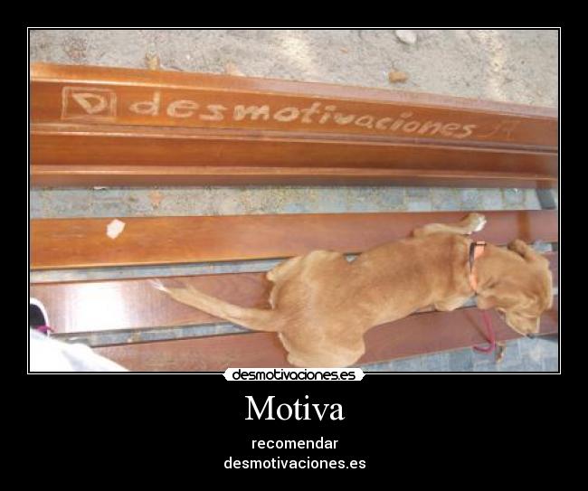 carteles clanvirus alwayscool perro ensenando culito jijijiji desmotivaciones