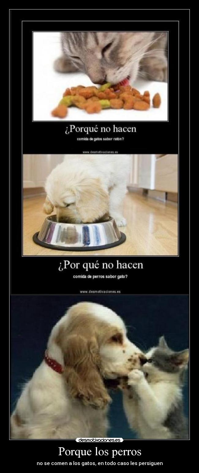 Porque los perros - no se comen a los gatos, en todo caso les persiguen