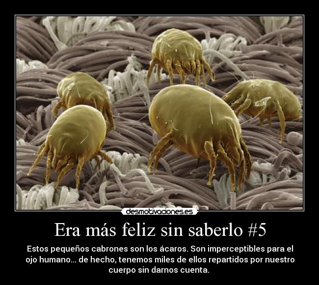 Era más feliz sin saberlo #5 - Estos pequeños cabrones son los ácaros. Son imperceptibles para el
ojo humano... de hecho, tenemos miles de ellos repartidos por nuestro
cuerpo sin darnos cuenta. 