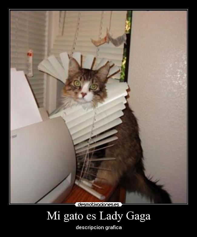 Mi gato es Lady Gaga - 