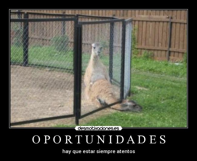 carteles oportunidades desmotivaciones