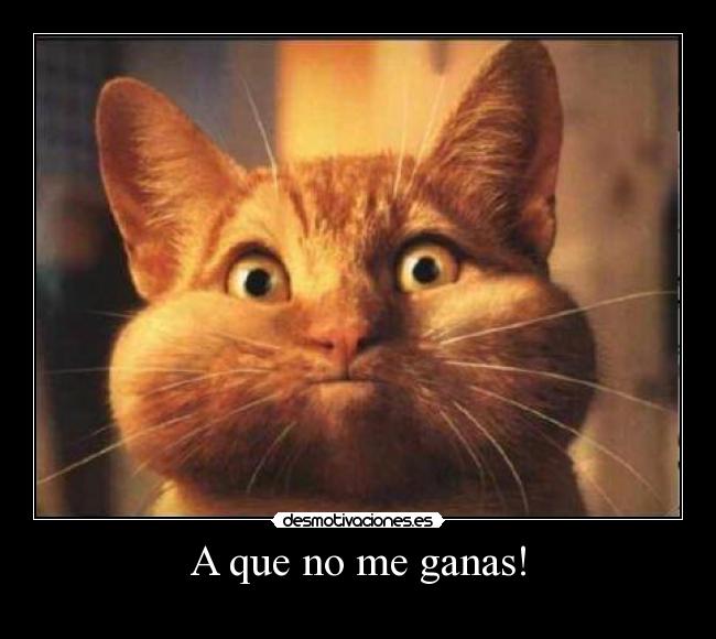 carteles gato respiracion diversion chistoso desmotivaciones