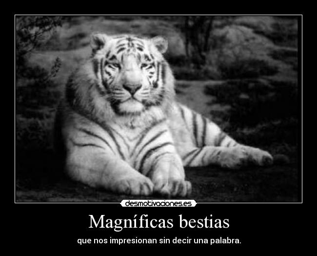 Magníficas bestias - que nos impresionan sin decir una palabra.