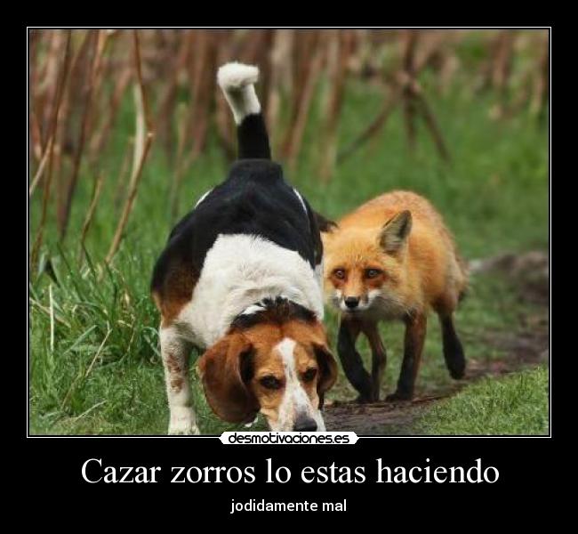 Cazar zorros lo estas haciendo - jodidamente mal